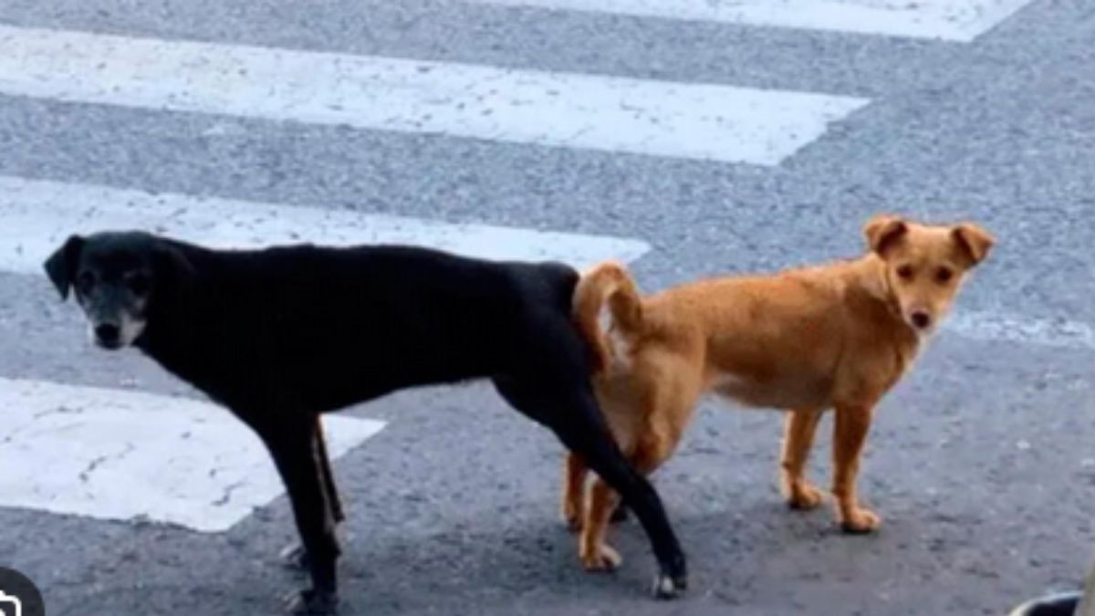 ¿Por qué los perros se quedan pegados después de aparearse? | Patas en Casa